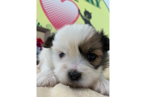 成約済の栃木県のミックス犬-126120の2枚目