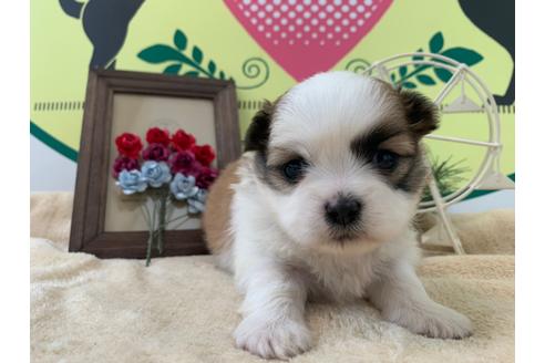 成約済の栃木県のミックス犬-126128の1枚目