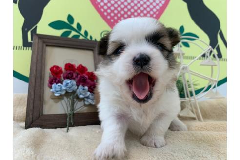 成約済の栃木県のミックス犬-126128の5枚目