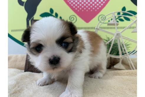 成約済の栃木県のミックス犬-126128の4枚目