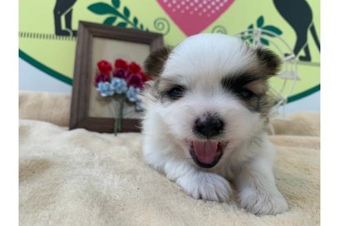 成約済の栃木県のミックス犬-126128の2枚目