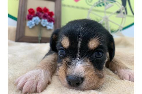 成約済の栃木県のミックス犬-126130の3枚目