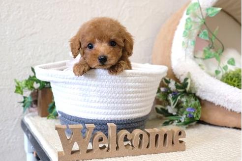 成約済の滋賀県のトイプードル-123637の1枚目