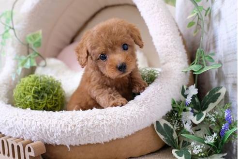 成約済の滋賀県のトイプードル-123637の5枚目