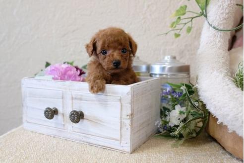 成約済の滋賀県のトイプードル-123637の3枚目