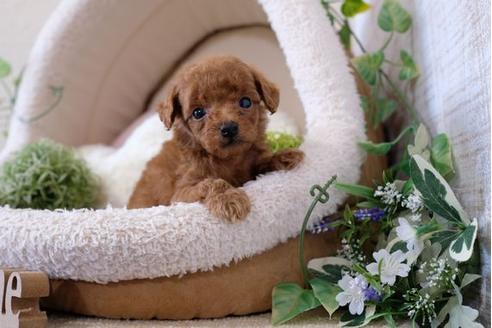 成約済の滋賀県のトイプードル-123637の2枚目