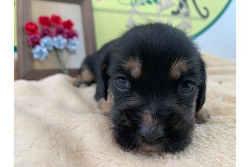 成約済の栃木県のミックス犬-126132の2枚目