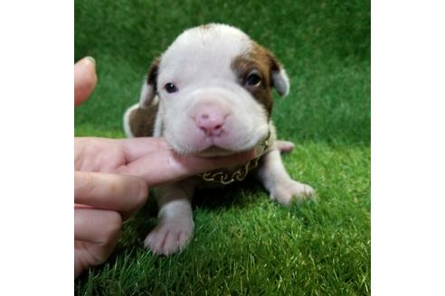 成約済の沖縄県のミックス犬-126133の5枚目