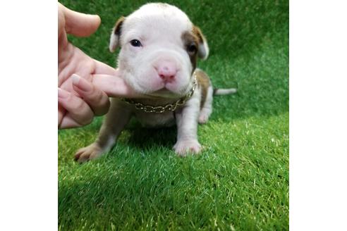 成約済の沖縄県のミックス犬-126133の2枚目