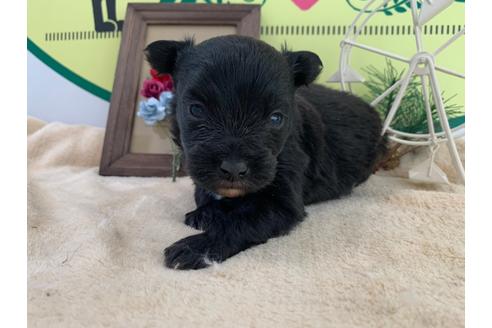 成約済の栃木県のミックス犬-126134の1枚目