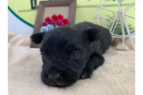 成約済の栃木県のミックス犬-126134の3枚目