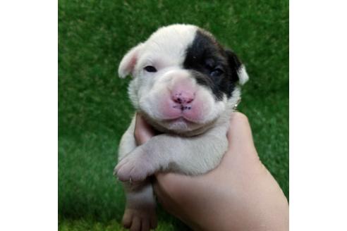 成約済の沖縄県のミックス犬-126135の14枚目