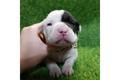 成約済の沖縄県のミックス犬-126135の12枚目