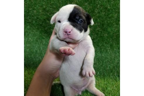 成約済の沖縄県のミックス犬-126135の11枚目