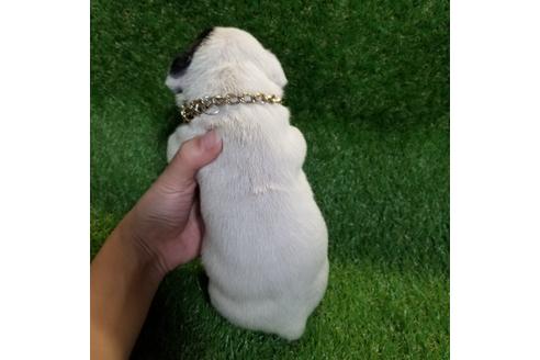 成約済の沖縄県のミックス犬-126135の10枚目