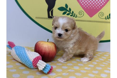 成約済の栃木県のミックス犬-126137の3枚目