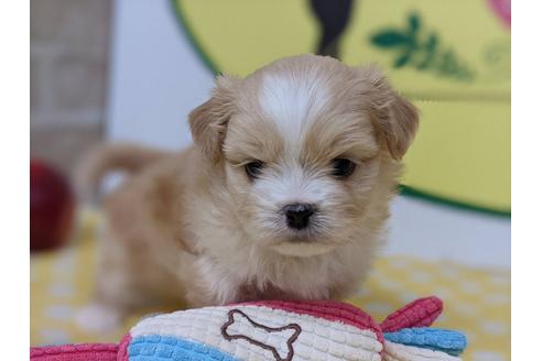 成約済の栃木県のミックス犬-126137の2枚目