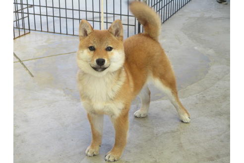 成約済の岡山県の柴犬-126148の9枚目