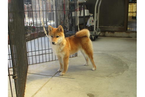 成約済の岡山県の柴犬-126148の8枚目
