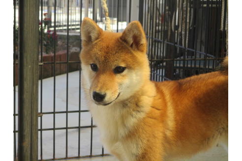 成約済の岡山県の柴犬-126148の7枚目