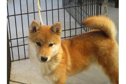 成約済の岡山県の柴犬-126148の6枚目