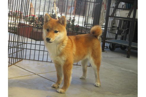 成約済の岡山県の柴犬-126148の5枚目