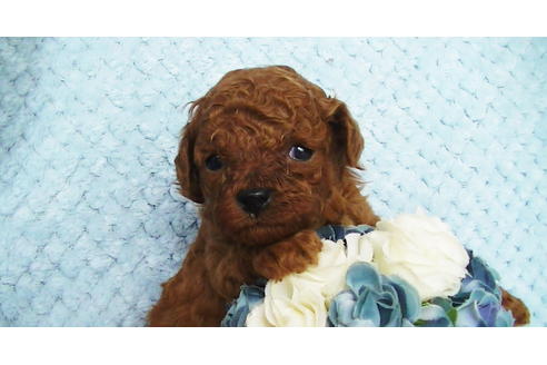 成約済の福岡県のティーカッププードル-123553の16枚目