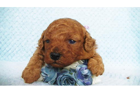 成約済の福岡県のタイニープードル-123543の8枚目