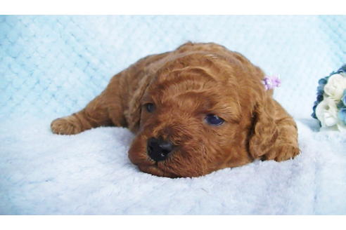 成約済の福岡県のタイニープードル-123543の7枚目