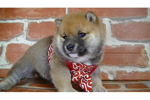 成約済の福岡県の豆柴-126169の7枚目