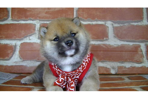 成約済の福岡県の豆柴-126169の1枚目