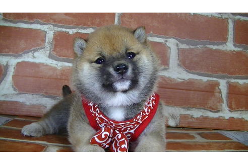 成約済の福岡県の豆柴-126169の6枚目