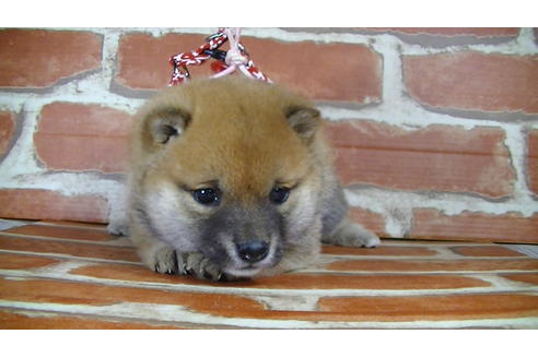 成約済の福岡県の豆柴-126169の5枚目