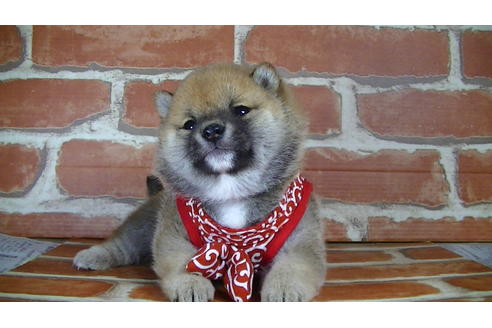 成約済の福岡県の豆柴-126169の4枚目