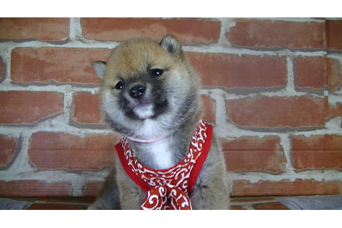 成約済の福岡県の豆柴-126169の3枚目