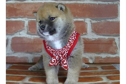 成約済の福岡県の豆柴-126169の2枚目