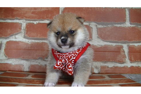 成約済の福岡県の豆柴-126172の1枚目