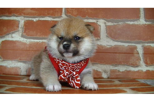 成約済の福岡県の豆柴-126172の5枚目