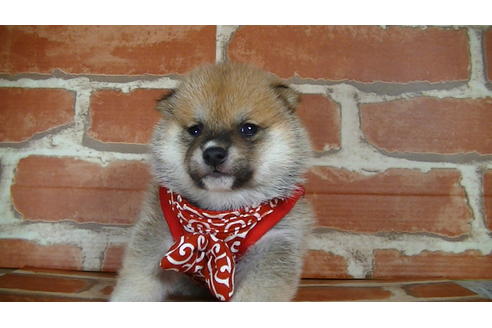 成約済の福岡県の豆柴-126172の4枚目