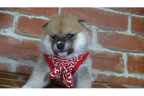 成約済の福岡県の豆柴-126172の3枚目