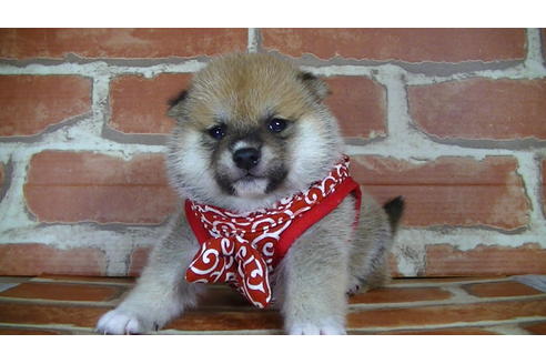 成約済の福岡県の豆柴-126172の2枚目