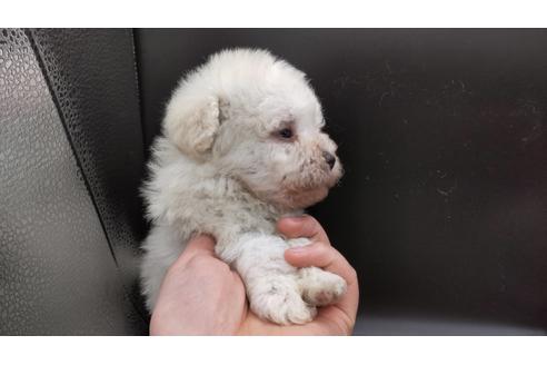 東京都のマルプー 女の子 21 01 25生まれ まるっとした女の子 子犬id ブリーダーナビ 東京都のマルプー 女の子 21 01 25生まれ まるっとした女の子 子犬id ブリーダーナビ