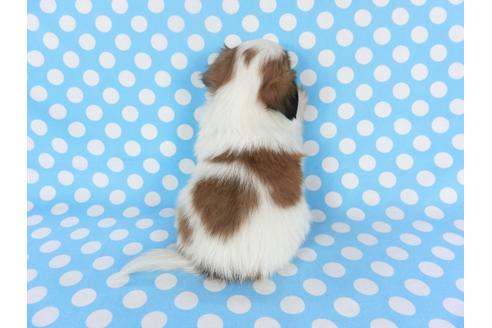 成約済の千葉県のパピヨン-126178の4枚目