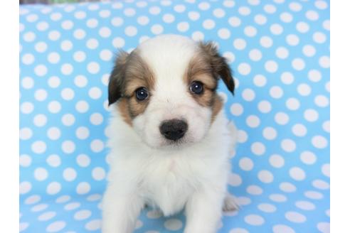 成約済の千葉県のパピヨン-126178の3枚目