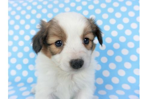 成約済の千葉県のパピヨン-126178の2枚目