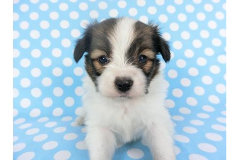 成約済の千葉県のパピヨン-126180の1枚目