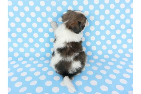 成約済の千葉県のパピヨン-126180の4枚目