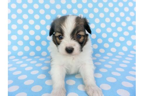 成約済の千葉県のパピヨン-126180の3枚目