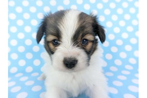 成約済の千葉県のパピヨン-126180の2枚目