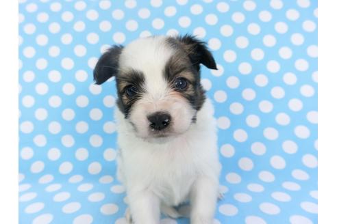 成約済の千葉県のパピヨン-126182の1枚目